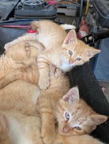Cute kittens for rehome - Photo 3