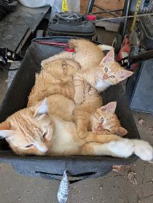Cute kittens for rehome - Photo 4