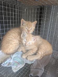 Cute kittens for rehome - Photo 7