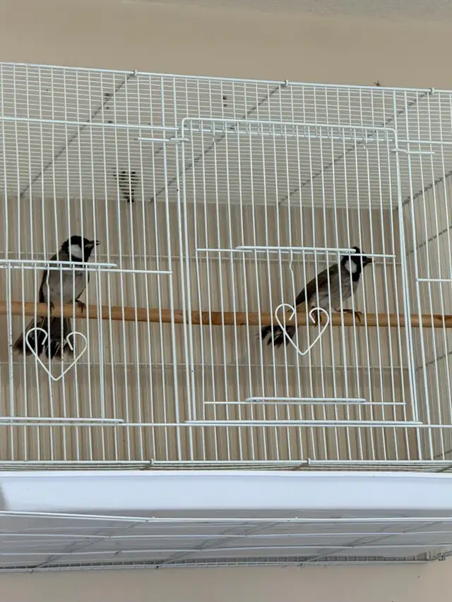 White Cheek BulBul (Iraqi Bulbul)