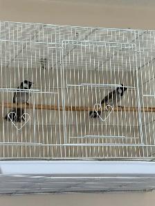 White Cheek BulBul (Iraqi Bulbul)