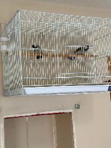 White Cheek BulBul (Iraqi Bulbul) - Photo 2