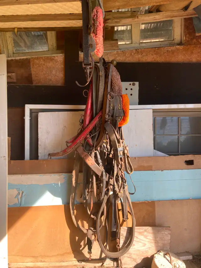 Lot d'accessoires pour chevaux à vendre