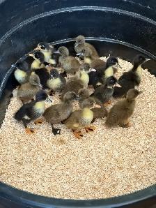 Ducklings Available For Pickup July 5th-7th - Photo 2