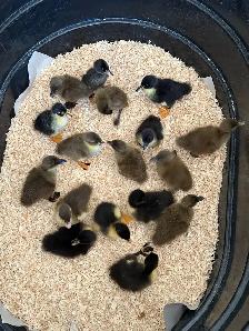Ducklings Available For Pickup July 5th-7th - Photo 4