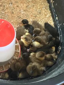 Ducklings Available For Pickup July 5th-7th - Photo 5