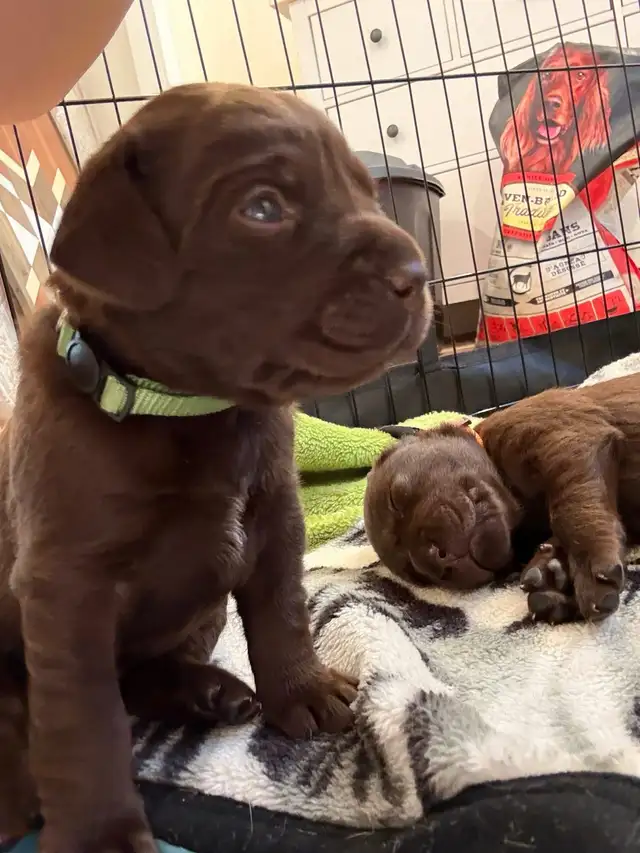 chiot labrador brun
