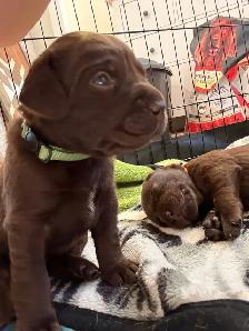 chiot labrador brun