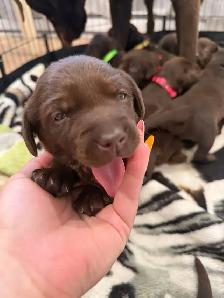 chiot labrador brun - Photo 2
