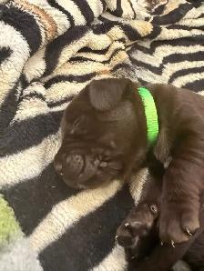 chiot labrador brun - Photo 3