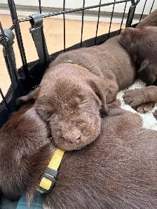 chiot labrador brun - Photo 4
