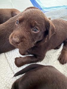 chiot labrador brun - Photo 5
