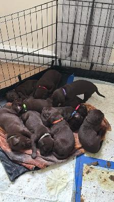 chiot labrador brun - Photo 6