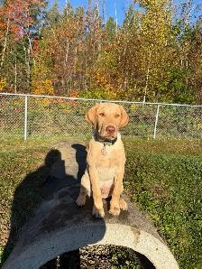 chiot labrador brun - Photo 7