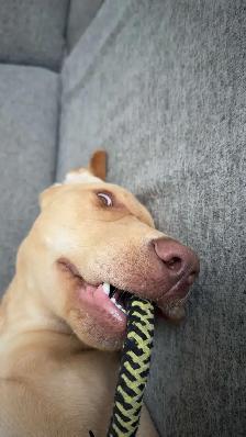 chiot labrador brun - Photo 8