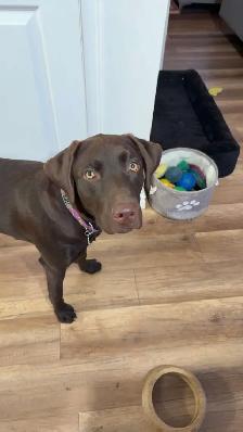 chiot labrador brun - Photo 9