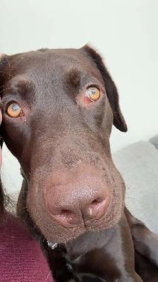 chiot labrador brun - Photo 10