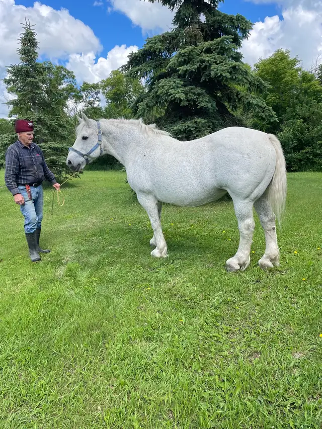 Horse for Sale