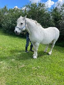 Horse for Sale - Photo 2