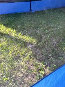 Eureka dining tent- the "Screen House"" - Photo 6