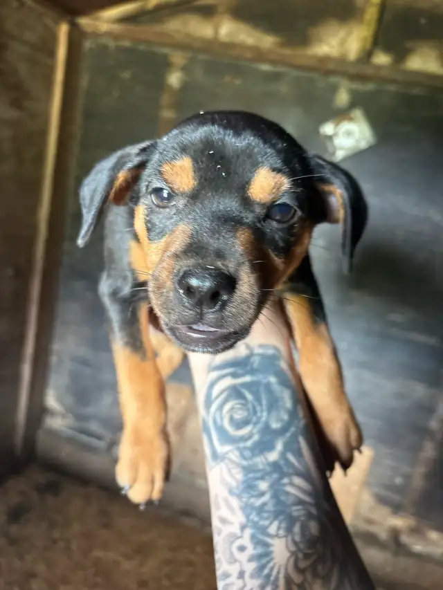 Min Pins