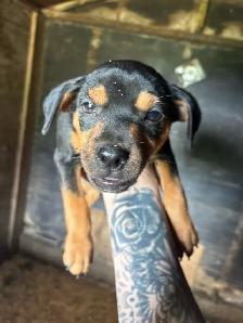 Min Pins