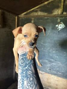 Min Pins - Photo 2