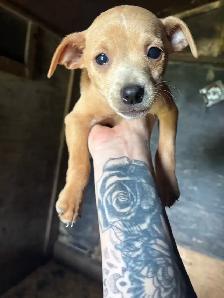 Min Pins - Photo 3