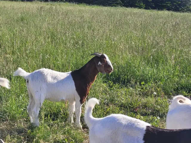 Warning For Meat Goat Breeders