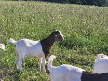 Warning For Meat Goat Breeders