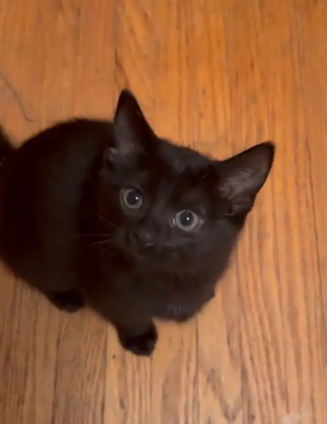 3 Kittens looking for their new homes!