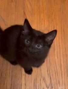 3 Kittens looking for their new homes!
