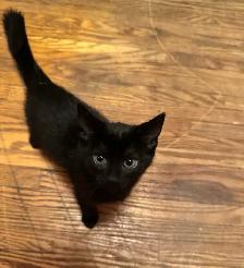 3 Kittens looking for their new homes! - Photo 2