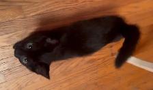 3 Kittens looking for their new homes! - Photo 3