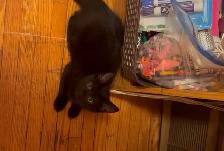 3 Kittens looking for their new homes! - Photo 4