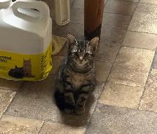 3 Kittens looking for their new homes! - Photo 5