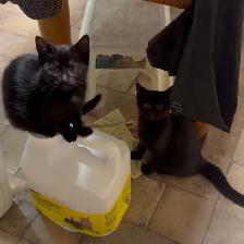 3 Kittens looking for their new homes! - Photo 6
