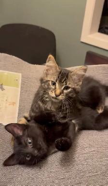 3 Kittens looking for their new homes! - Photo 8