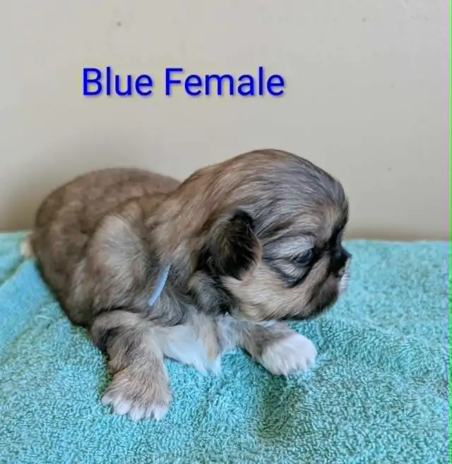 PURE Shih Tzu Puppies