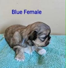 PURE Shih Tzu Puppies