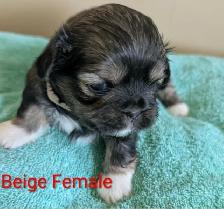 PURE Shih Tzu Puppies - Photo 2