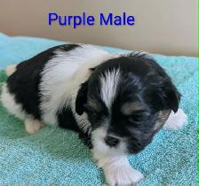 PURE Shih Tzu Puppies - Photo 3
