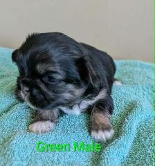 PURE Shih Tzu Puppies - Photo 4