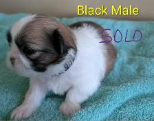 PURE Shih Tzu Puppies - Photo 5
