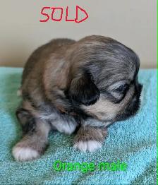 PURE Shih Tzu Puppies - Photo 6