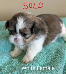 PURE Shih Tzu Puppies - Photo 7