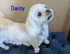 PURE Shih Tzu Puppies - Photo 8