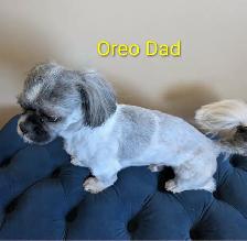PURE Shih Tzu Puppies - Photo 9