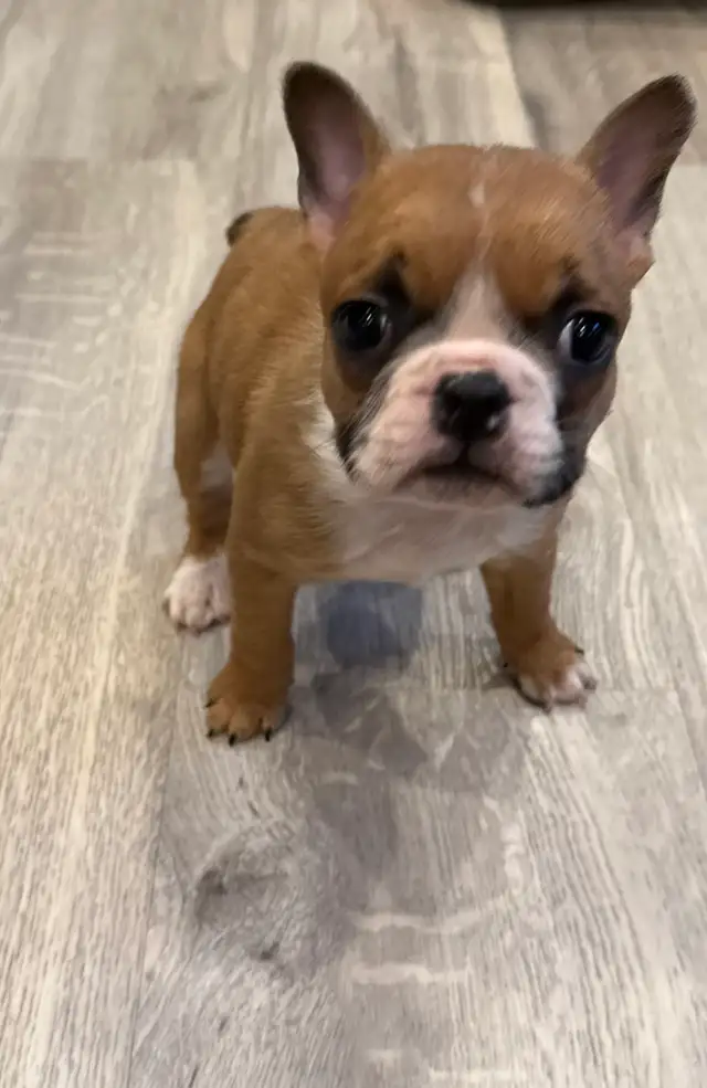 Female French Bulldog puppy