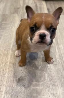 Female French Bulldog puppy